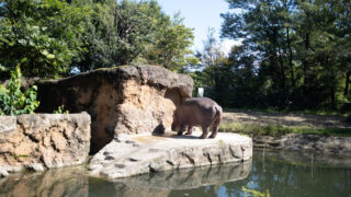 いくぞ！東北の動物園。「仙台・八木山動物公園フジサキの杜」編